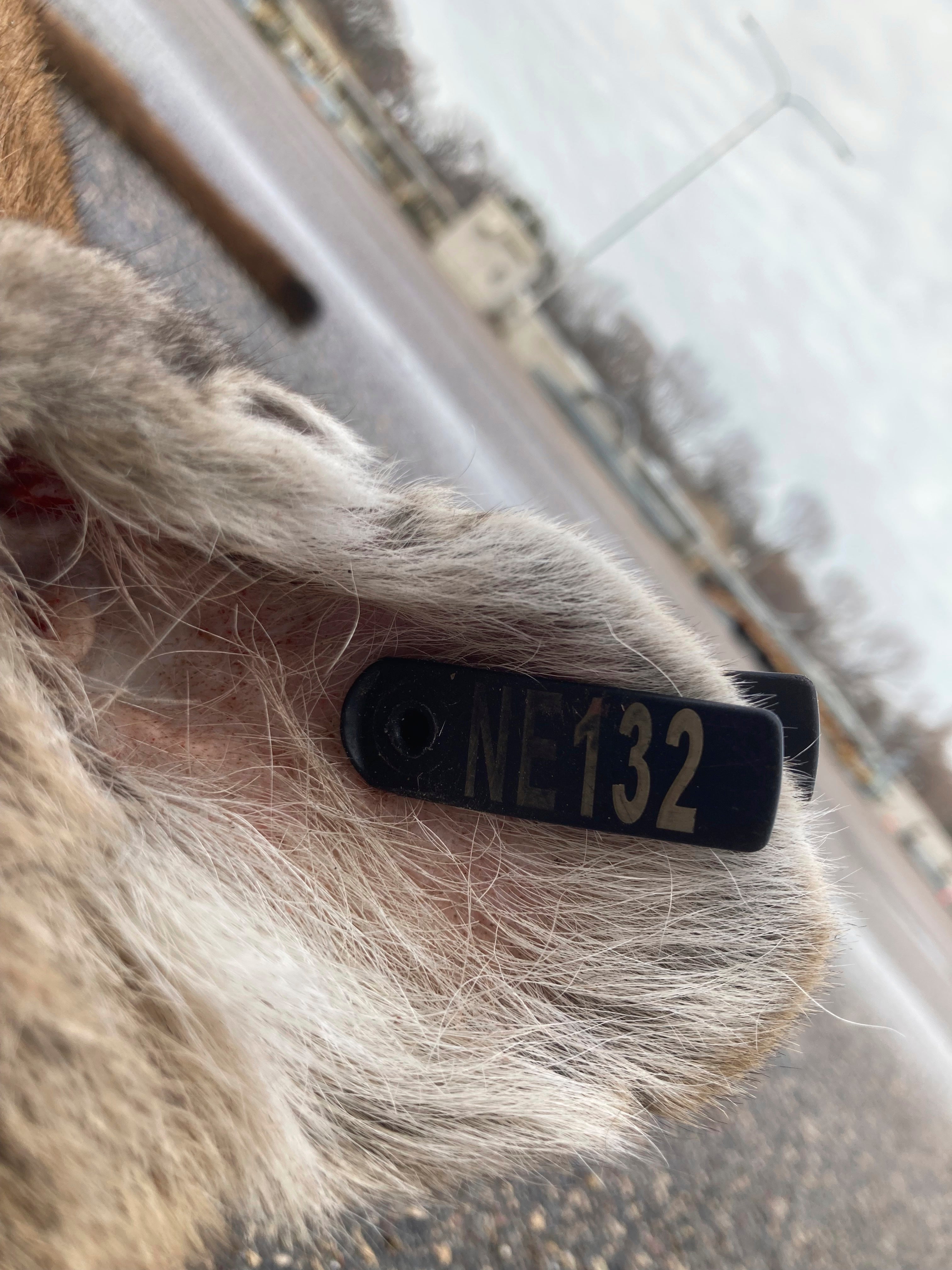 Cougar Minneapolis Neighborhood