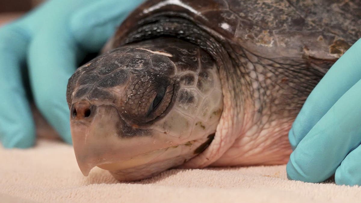 Другите костенурки бяха отведени в морската лаборатория Mote в Сарасота