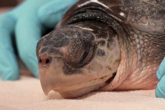 US Sea Turtle Rescue