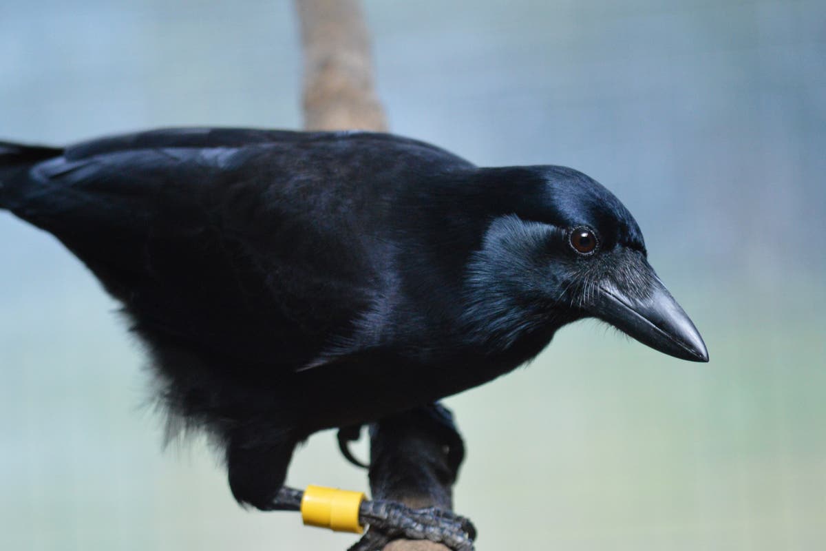 Враните могат да използват самоконтрол, за да се държат за любимата си храна, предполага проучване