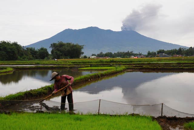 <p>A farmer tends to his rice field as Mount Marapi spews volcanic material into the air in Agam, West Sumatra</p>
