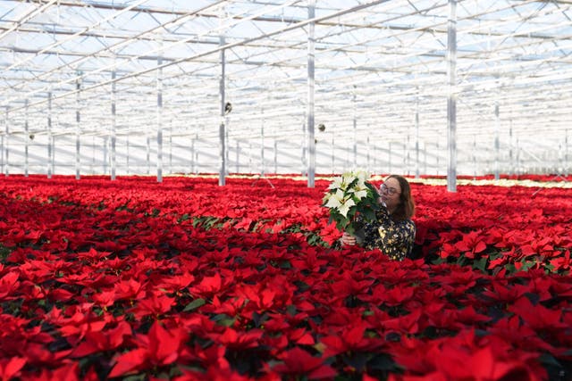 Monika Dratwicka inspects a new white ‘Alaska’ poinsettia in a sea of traditional red plants at Bridge Farm Group in Spalding, Lincolnshire (Joe Giddens/ PA)