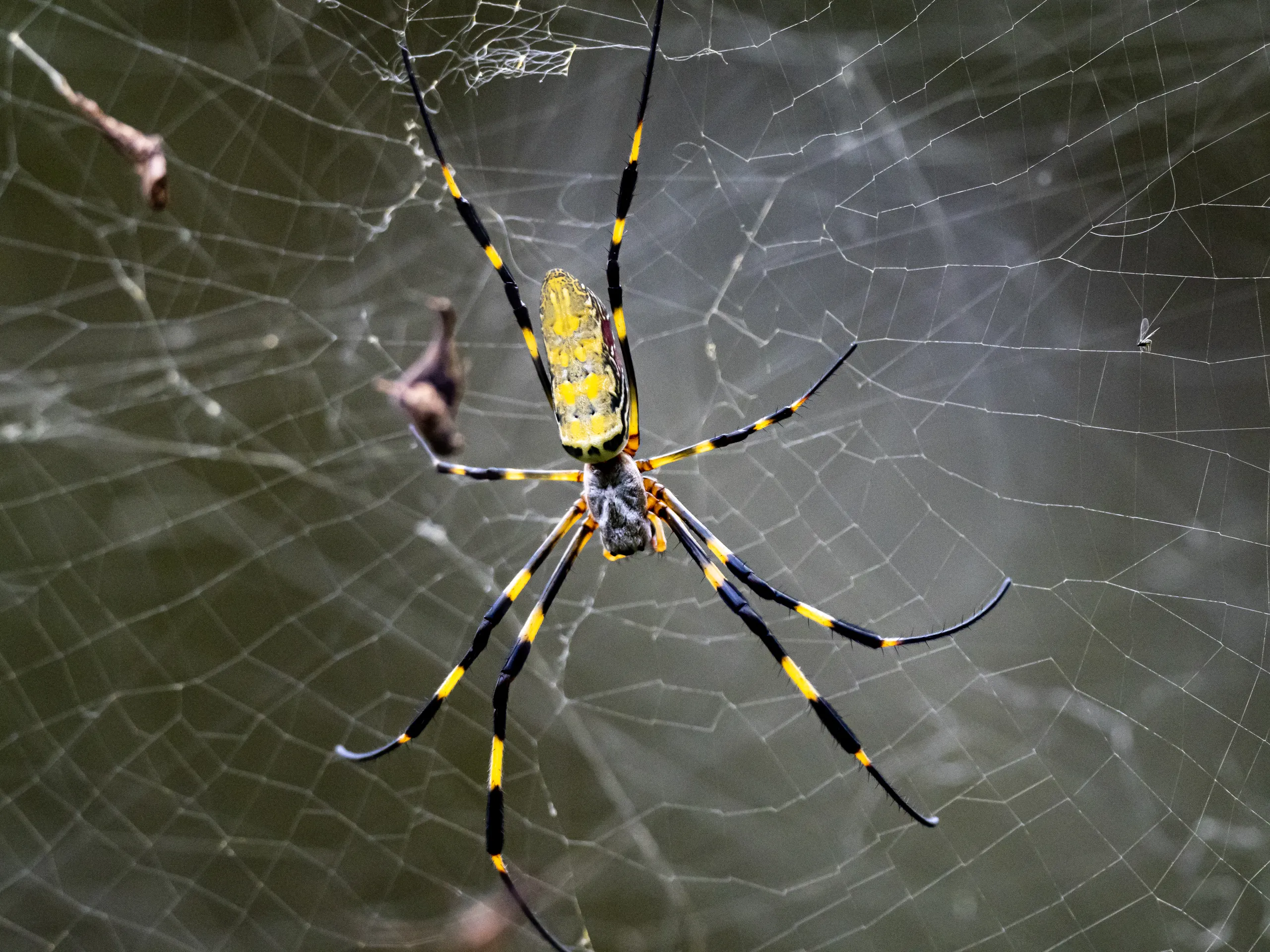 A blue and yellow Joro spider on its web. Spider removal requests increased in the summer of 2024 as the spiders spread across the US east coast and South