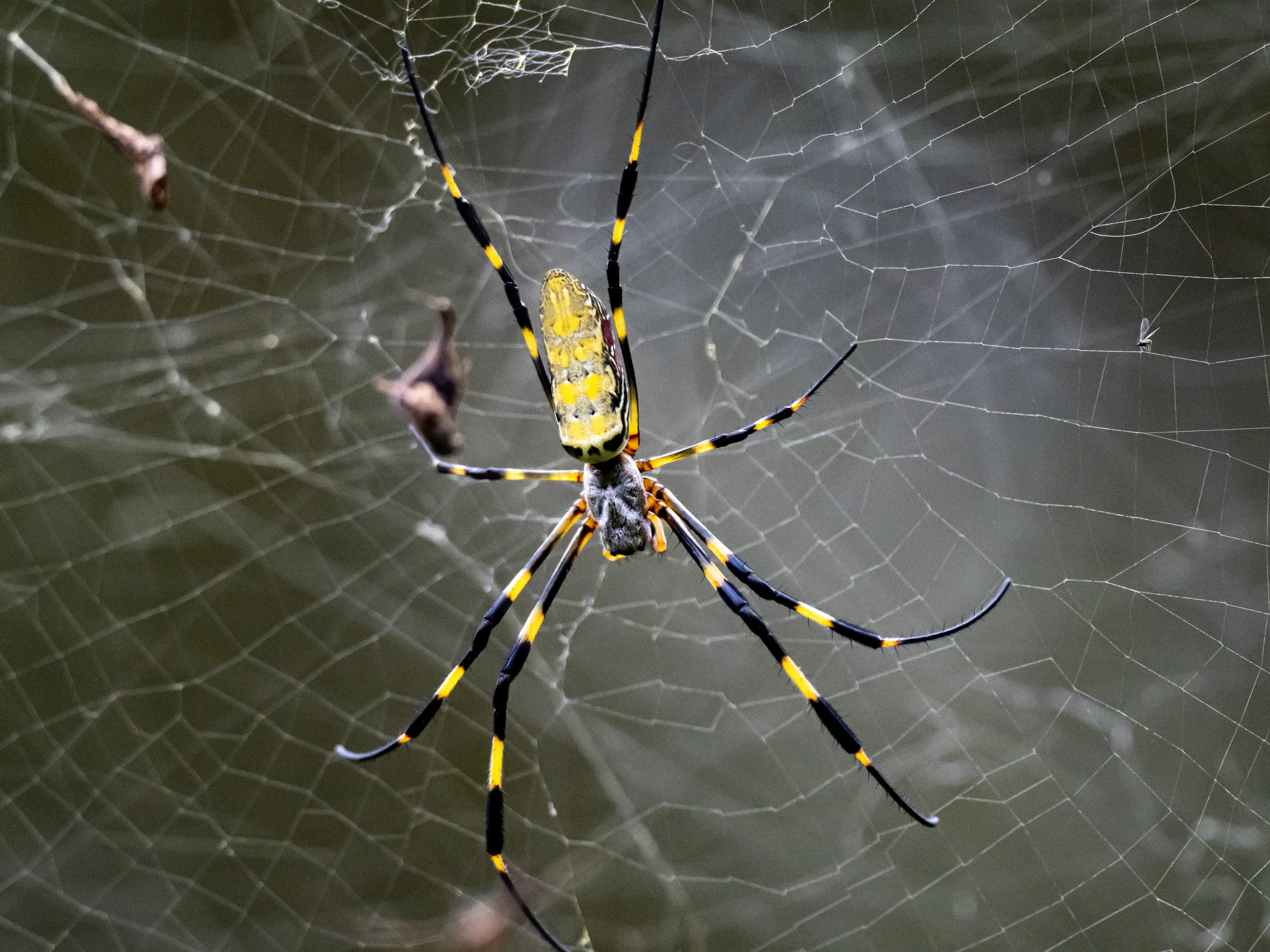 Giant floating venomous Joro spiders could invade northeast this summer - Vimarsana News