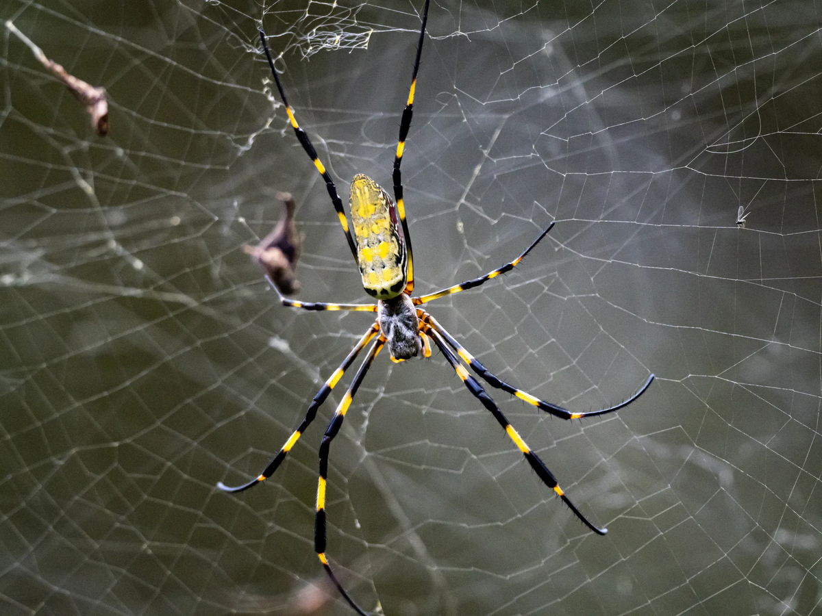 Гигантски паяци може скоро да скочат с парашут в Ню Йорк