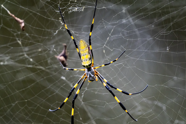 <p>Joro spiders are relatively shy and will try to avoid human homes</p>