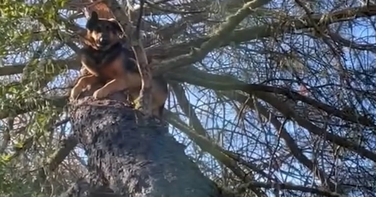 Missing German shepherd found stuck in tree 25-feet in the air