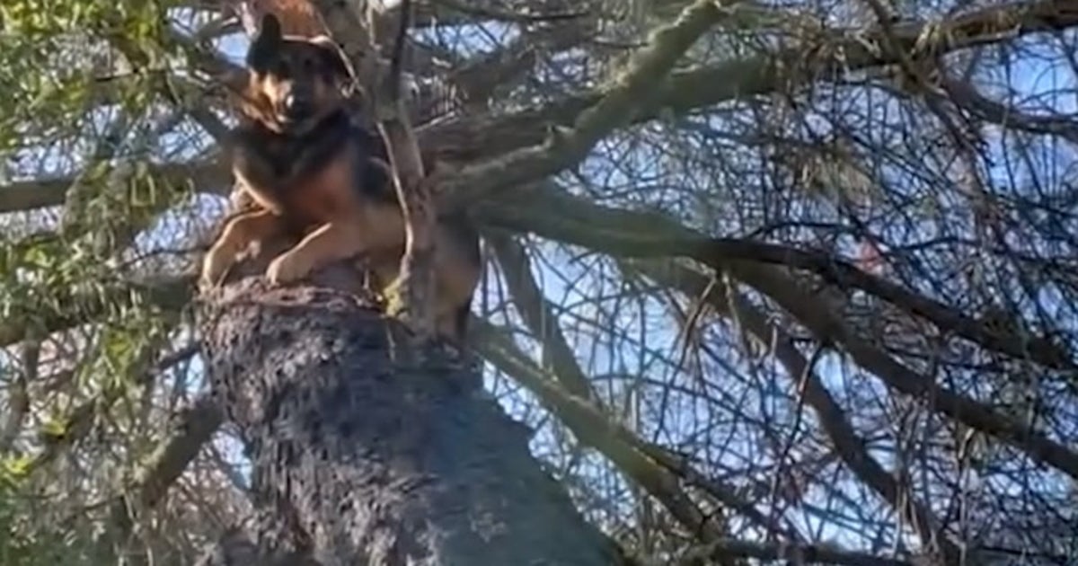 Missing German shepherd found stuck in tree 25-feet in the air