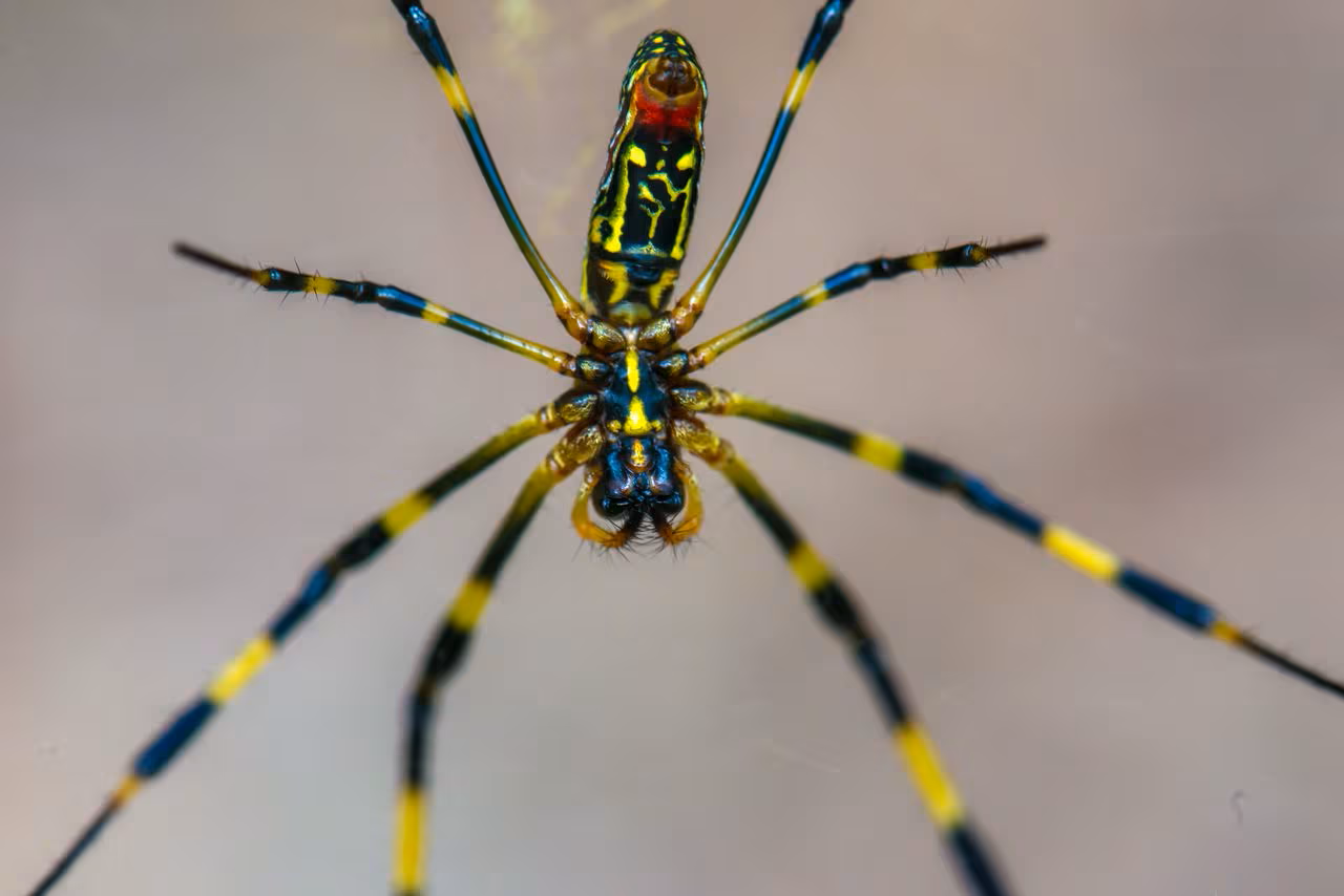 The giant spiders may seem terrifying, but are rather intimidated by humans
