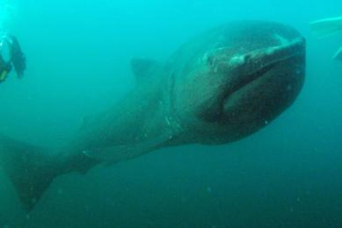 megamouth shark 2