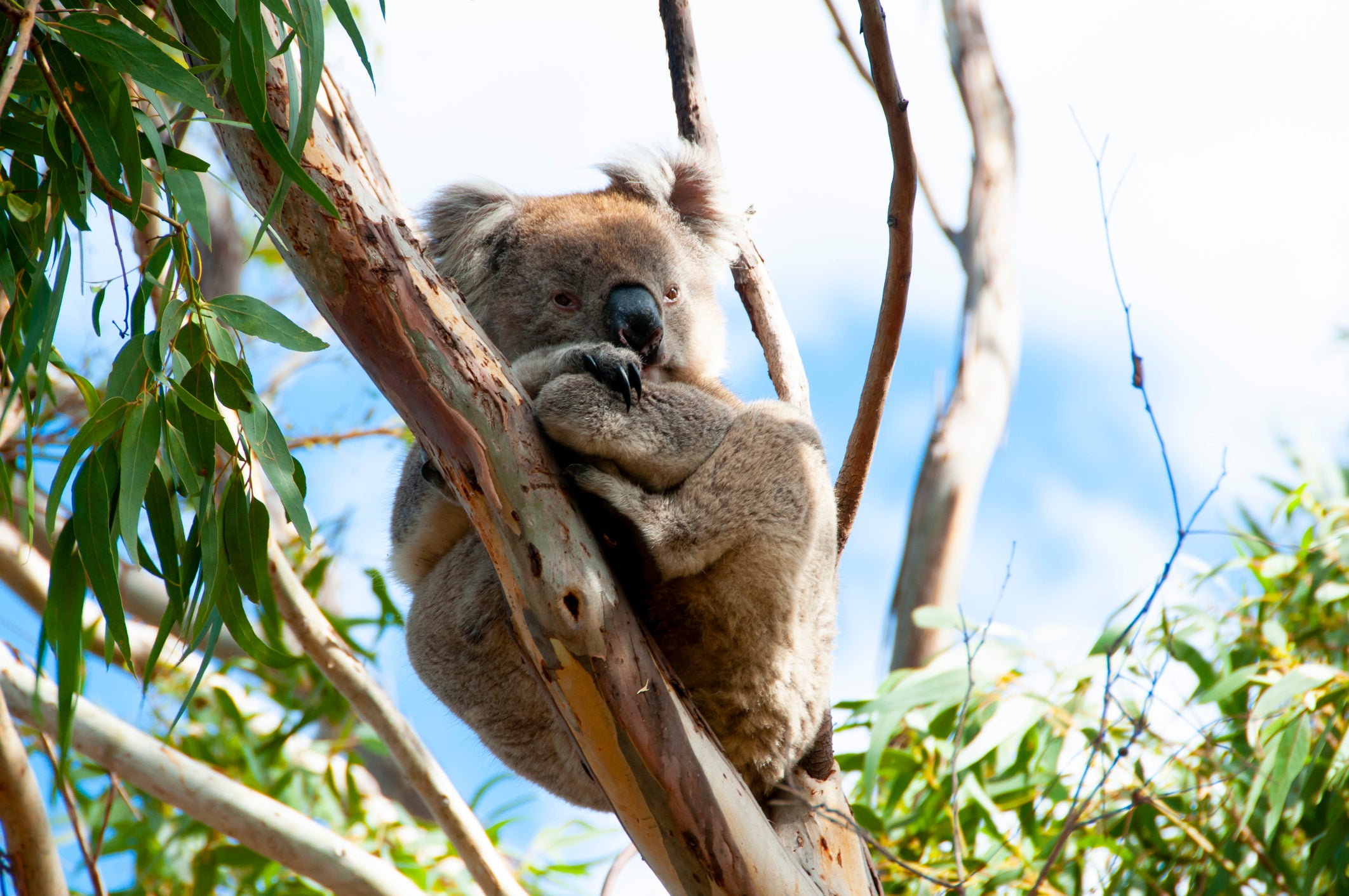 Procure tubarões-baleia, cangurus e quokkas no melhor safári lá embaixo