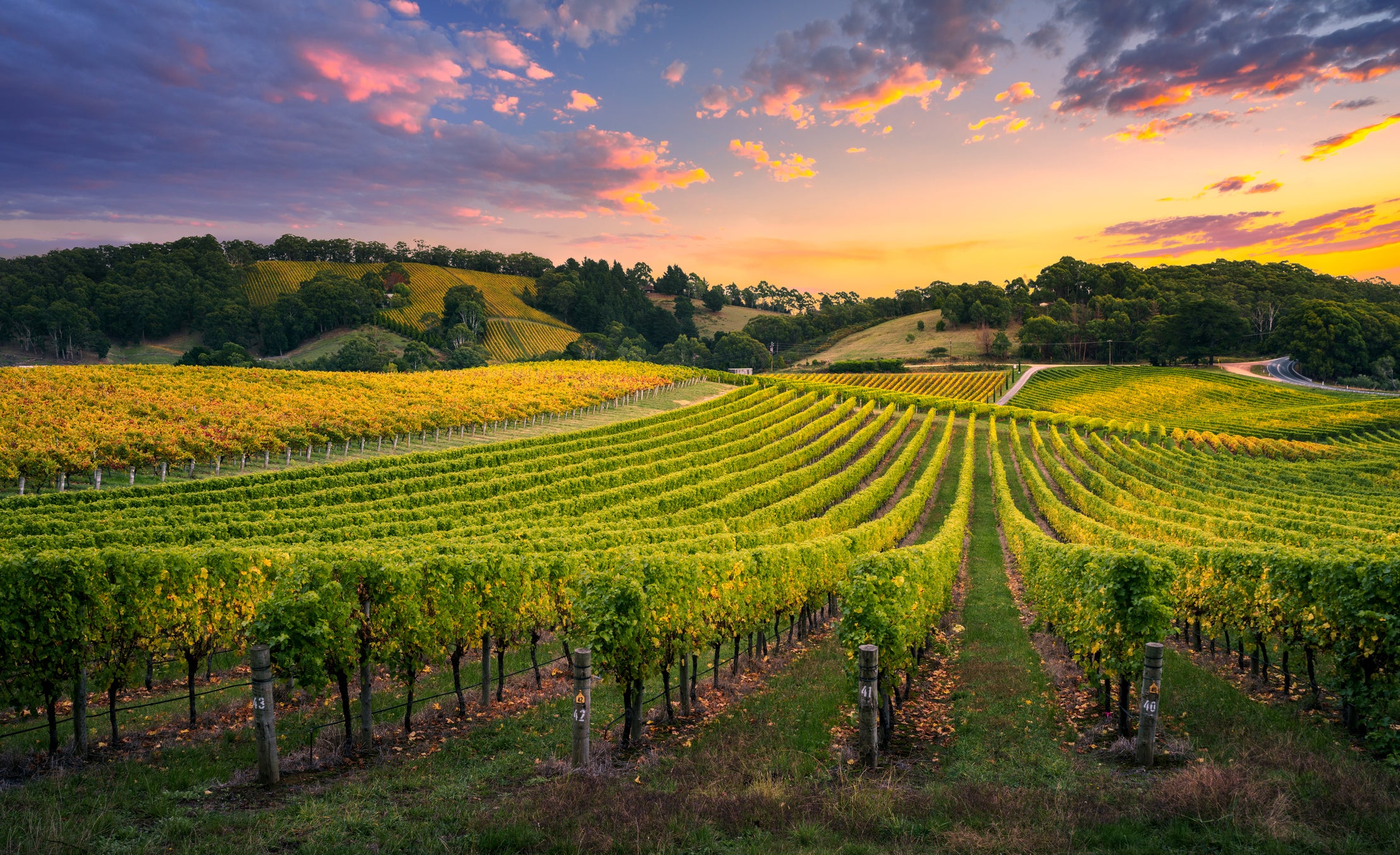 Pedal through wine country on two wheels for sips of riesling and shiraz