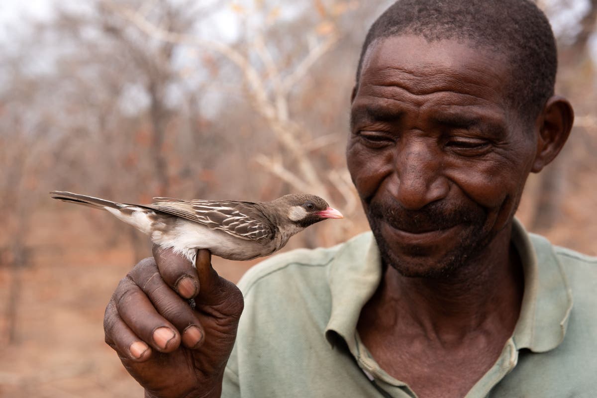 Дивите птици „разграничават зововете, отправени от различни африкански племена“ – проучване
