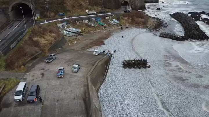 <p>Thousands of fish wash up dead on Japan beach leaving fishermen baffled
</p>