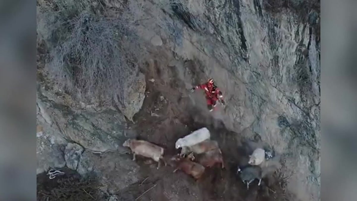 Sheep trapped 11,400ft up mountain in China rescued by firefighters
