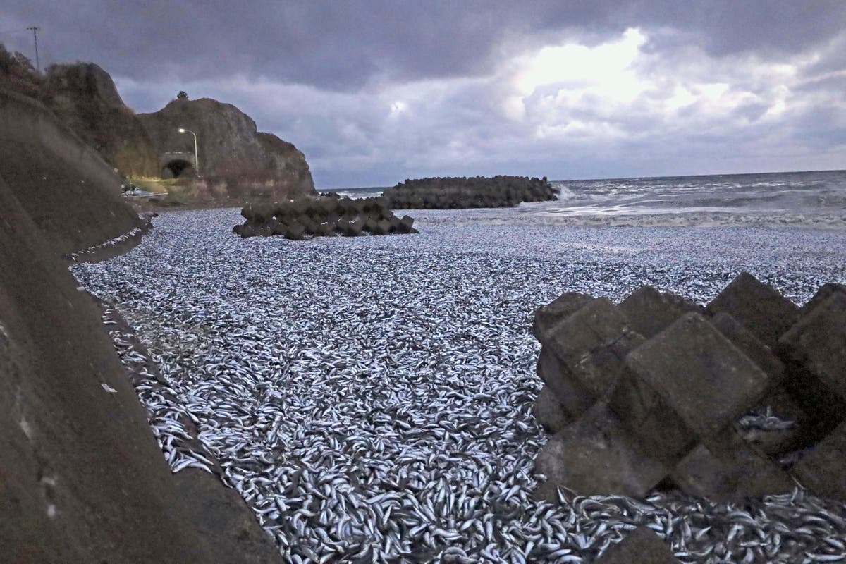 Хиляди тонове мъртви сардини са изхвърлени на брега в Северна Япония
