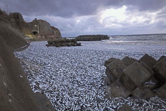 Japan Dead Sardines