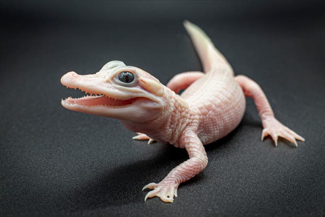 <p>An extrememly rare leucistic alligator has been born </p>