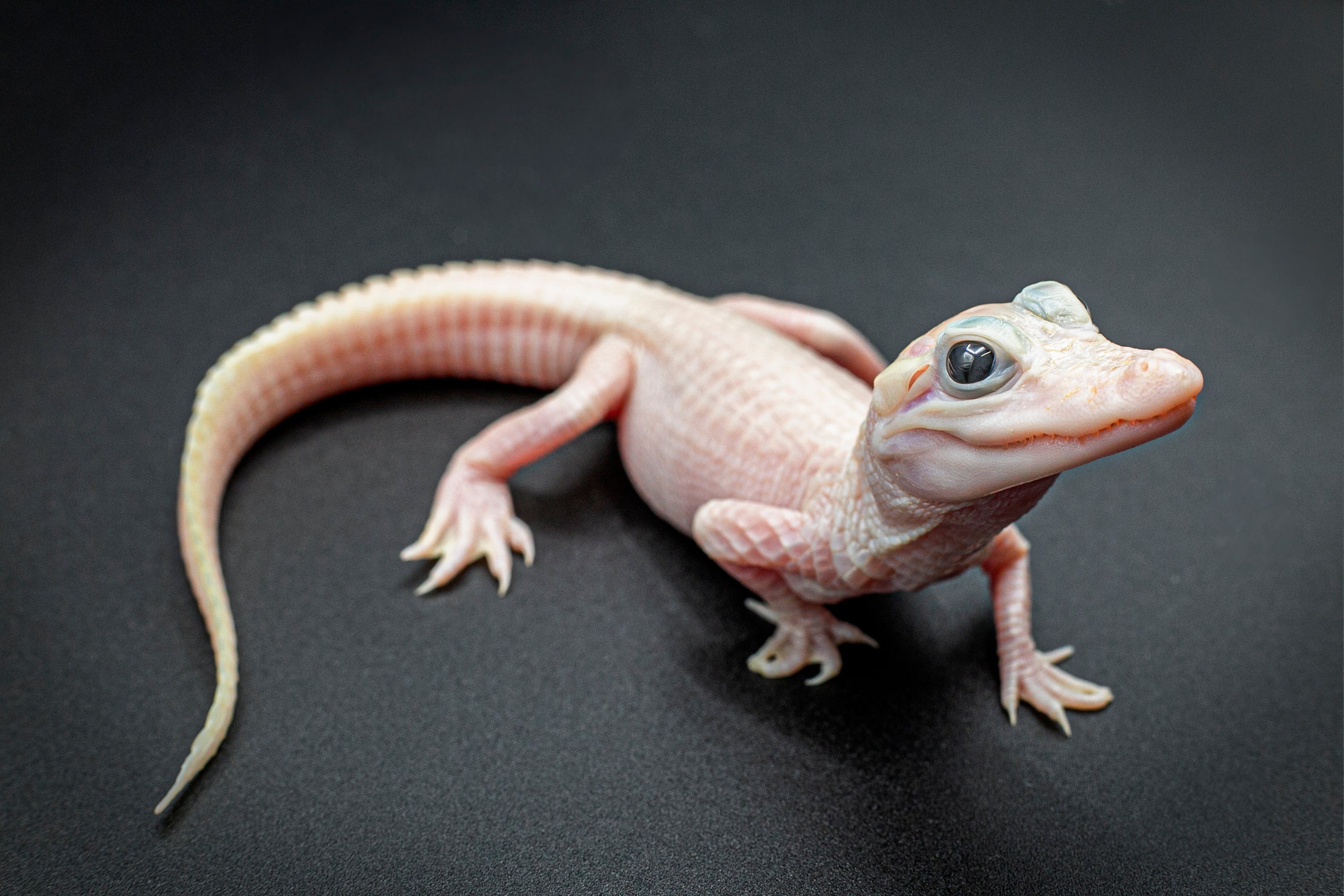 The baby gator is white all over with blue eyes