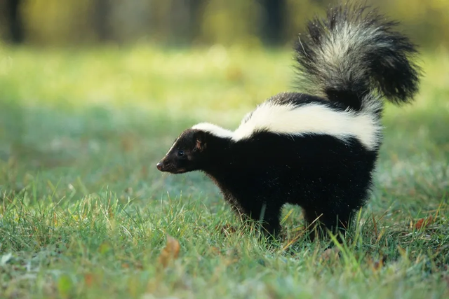 <p>Michigan officials have warned about rabies in pet skunks </p>