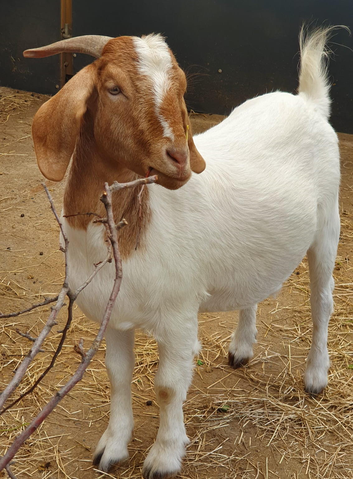 Jupiter, the goat, enjoying life in the big smoke