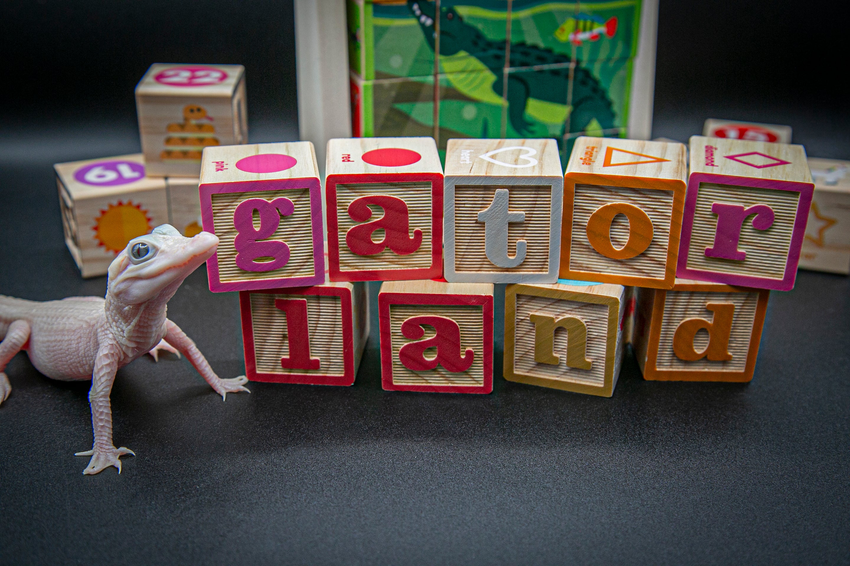 Rare Alligator Birth