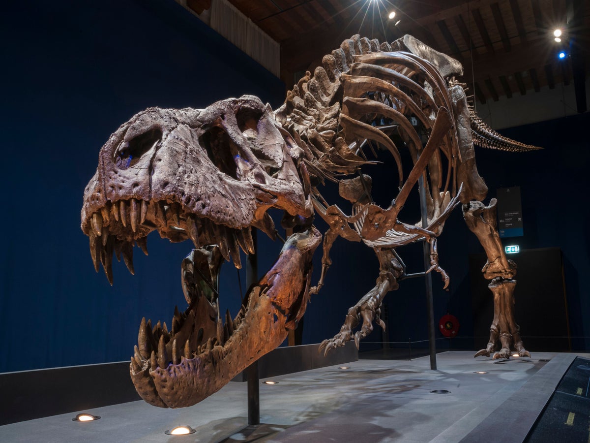 Fossil of tyrannosaur from 75 million years ago reveals what it