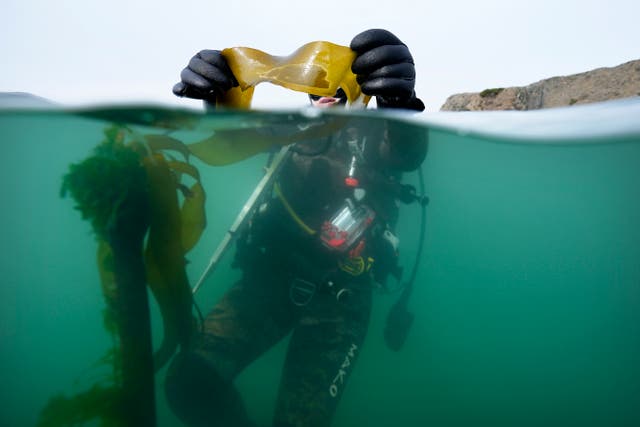 APTOPIX COP28 Climate Saving Kelp Forests