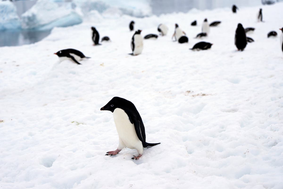 СНИМКИ AP: На ледовете на Антарктида и в нейните морета, пингвини в затоплящ се свят