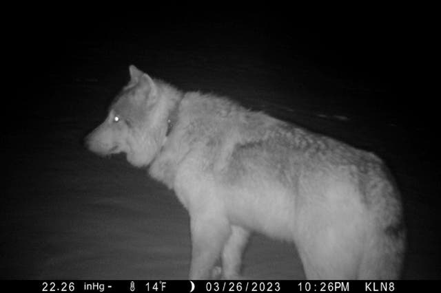 Gray Wolves-Colorado