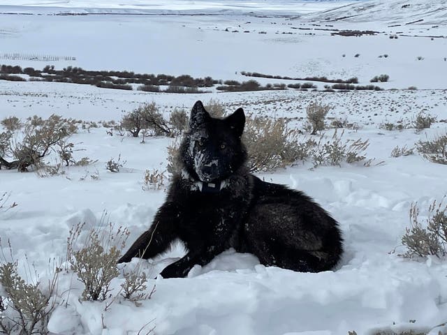 Gray Wolves-Colorado