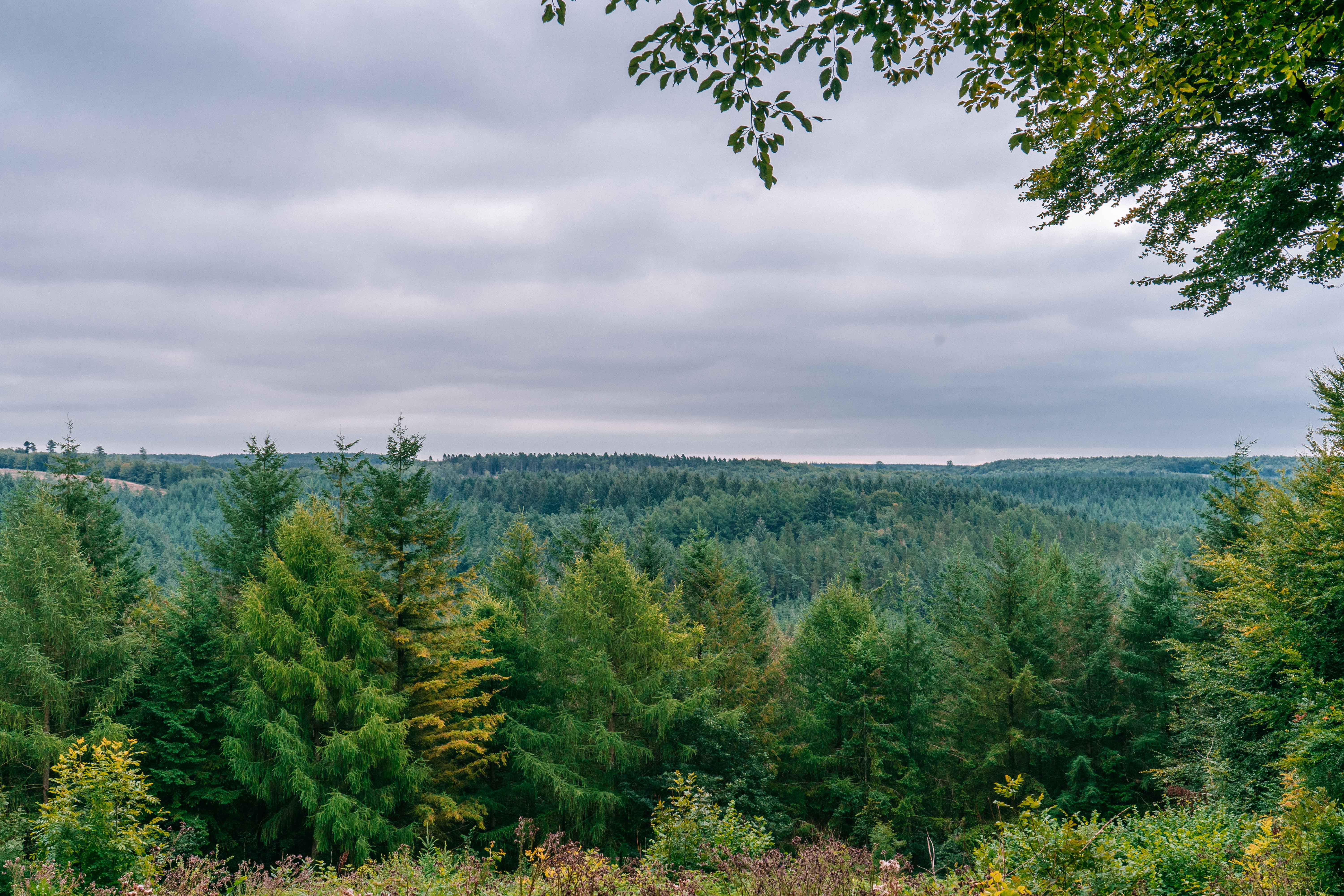 The view over England’s Dalby Forest, North Yorkshire