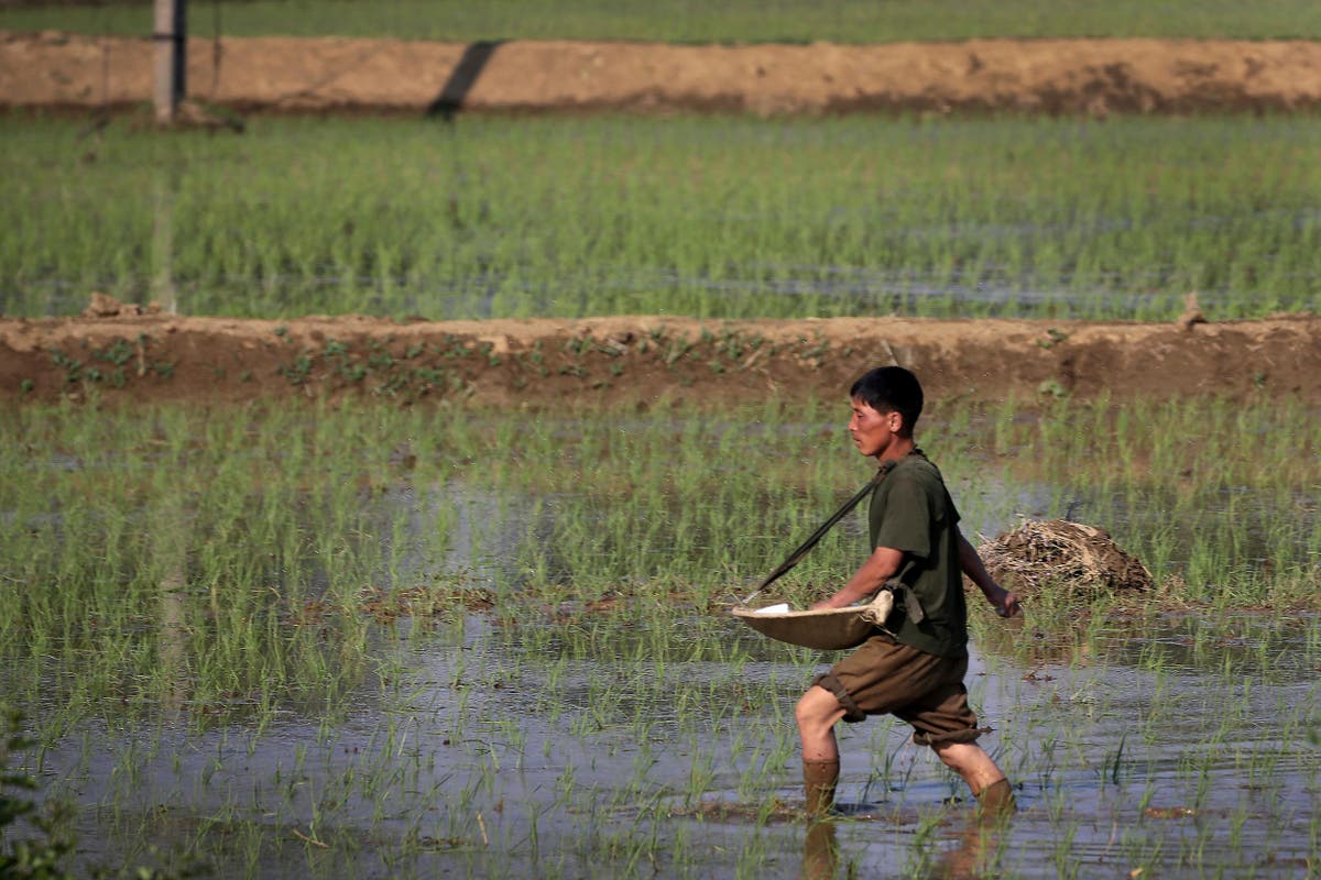 Азия изостава от нивата на продоволствена сигурност преди пандемията, казва Агенцията на ООН по храните