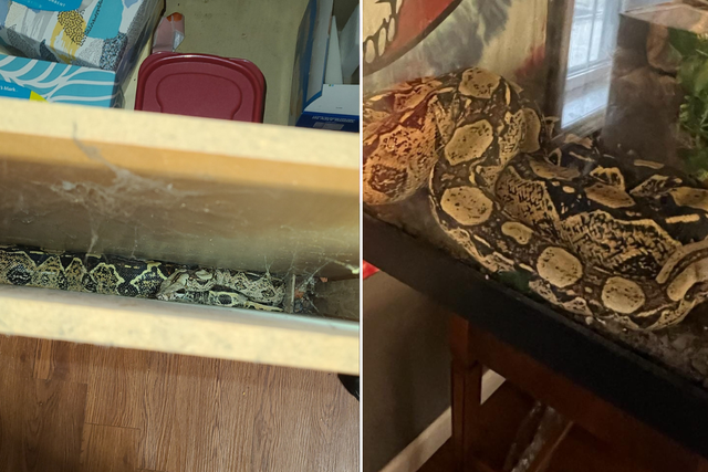 <p>Nagini was stuck for 12 hours in Illinois </p>