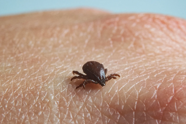 <p>Different species of ticks can spread Rocky Mountain spotted fever </p>