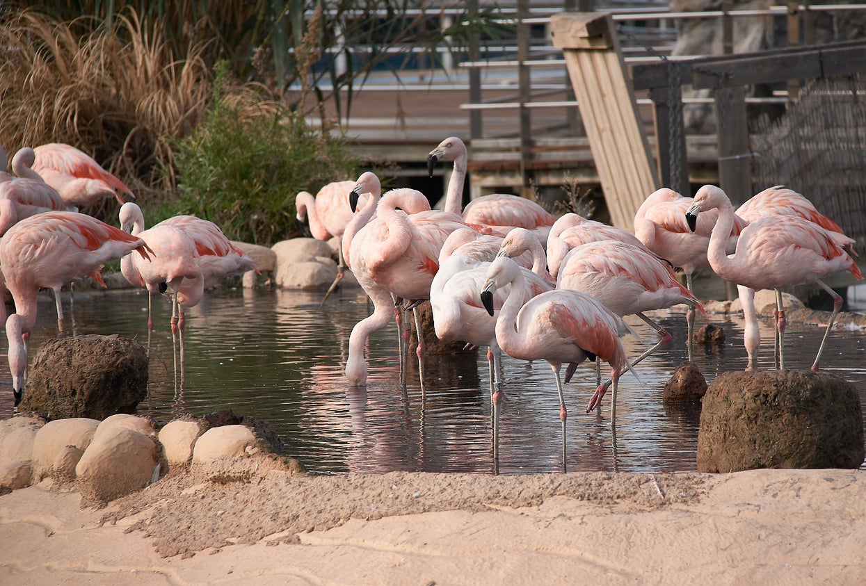 It’s not just underwater animals that attract attention at Oceanografic