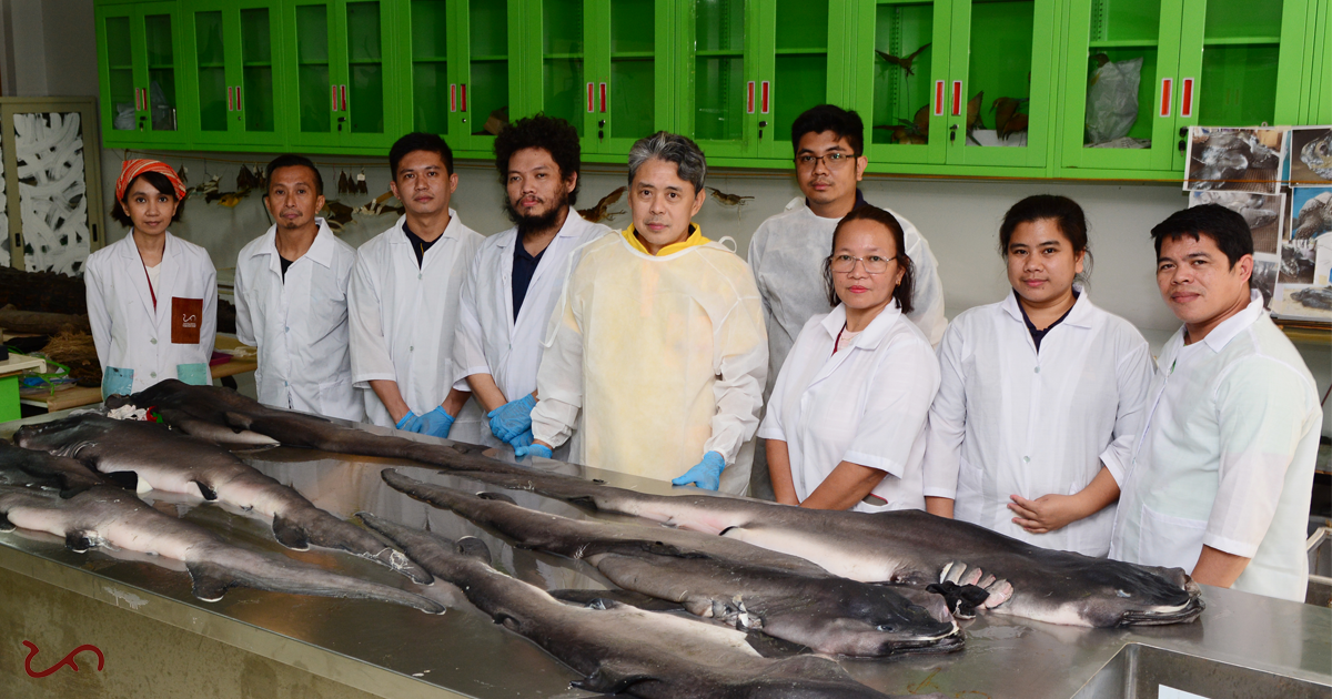 1. The megamouth shark examination team consisted of Dr. AA Yaptinchay, Elson Aca, and staff from the National Museum of the Philippines- Zoology Division.