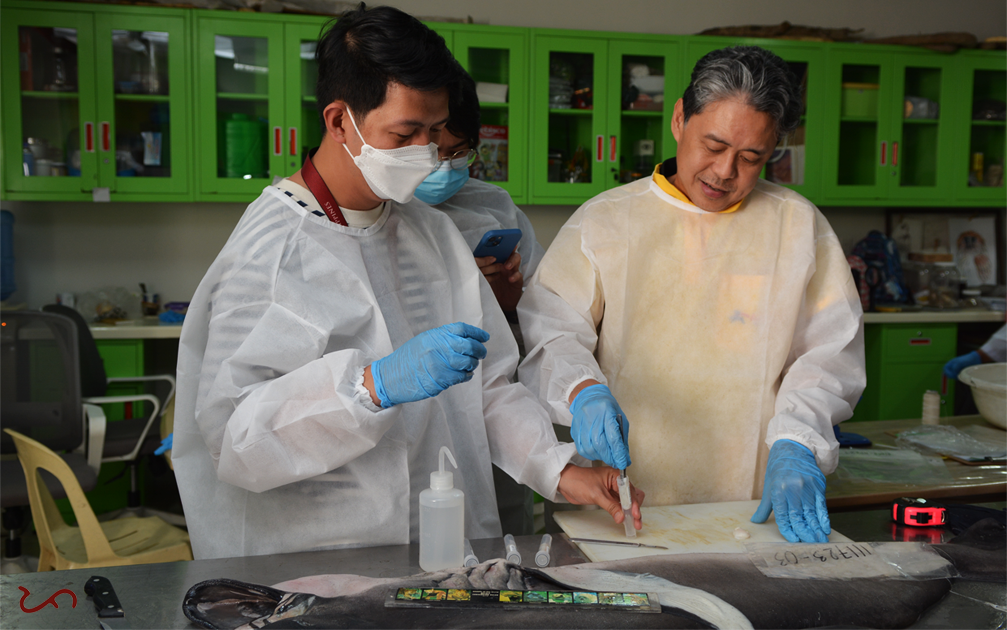 Tissue samples were collected from the 6 megamouth shark pups. The examination was led by Dr. Yaptinchay and Elson Aca.