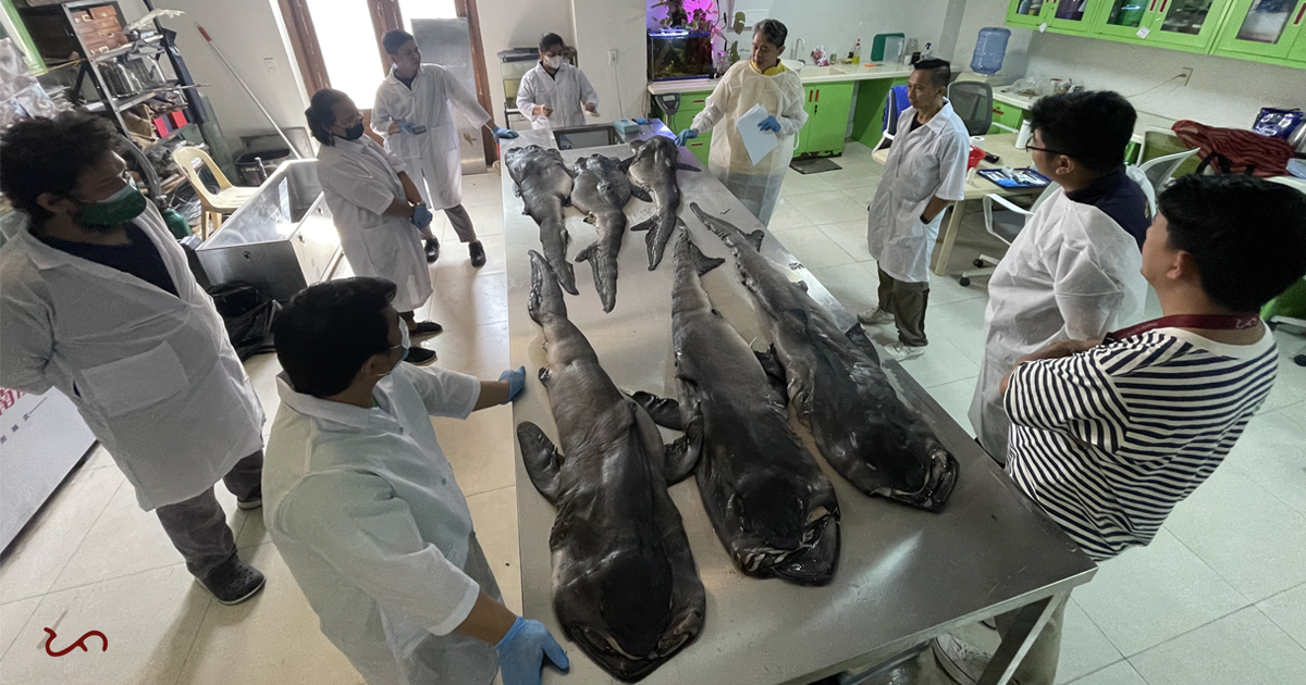 The examination of the 6 megamouth shark pups was conducted at the National Museum of the Philippines. The results open to further study and research on this species.