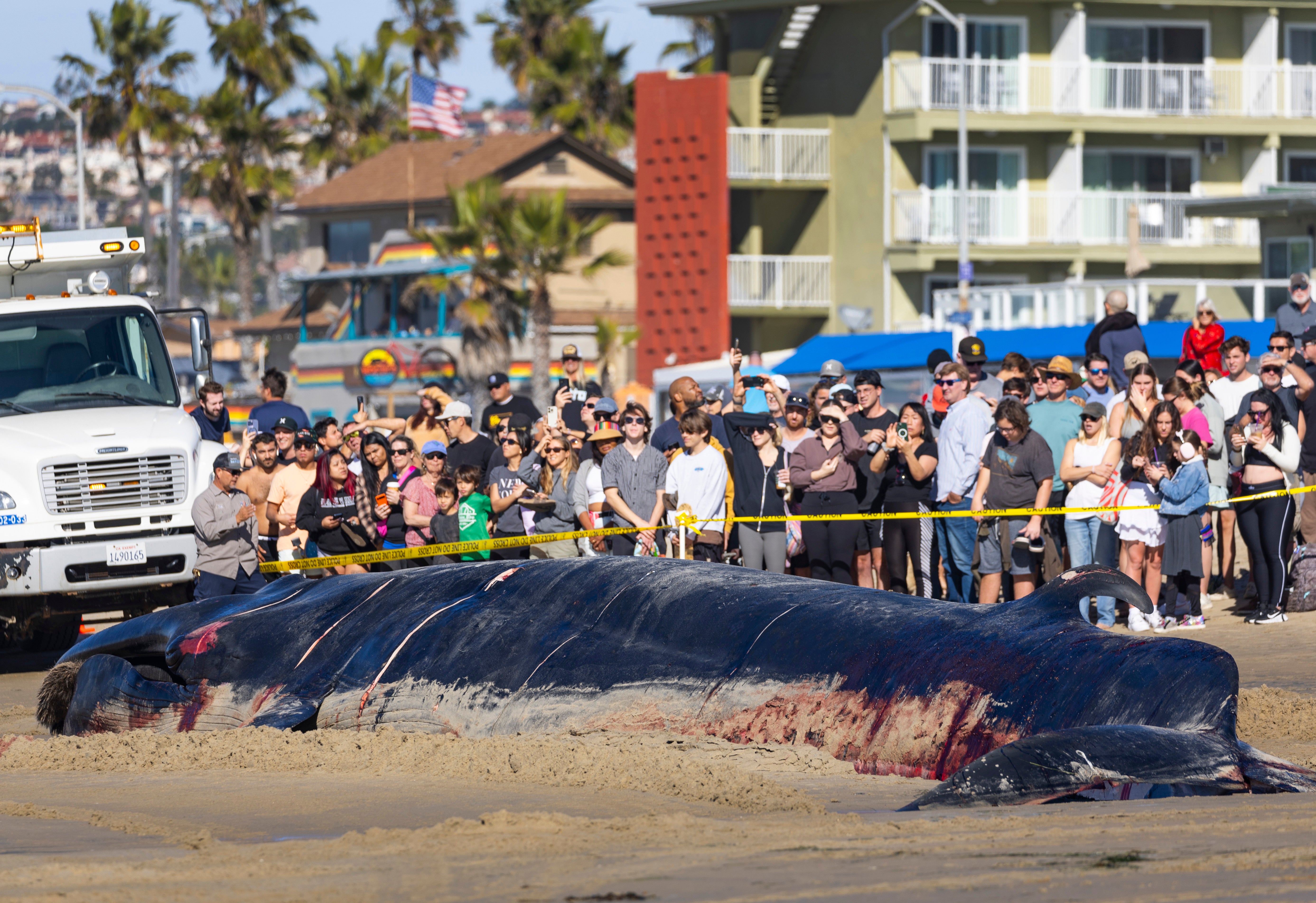 San Diego Beached Whale