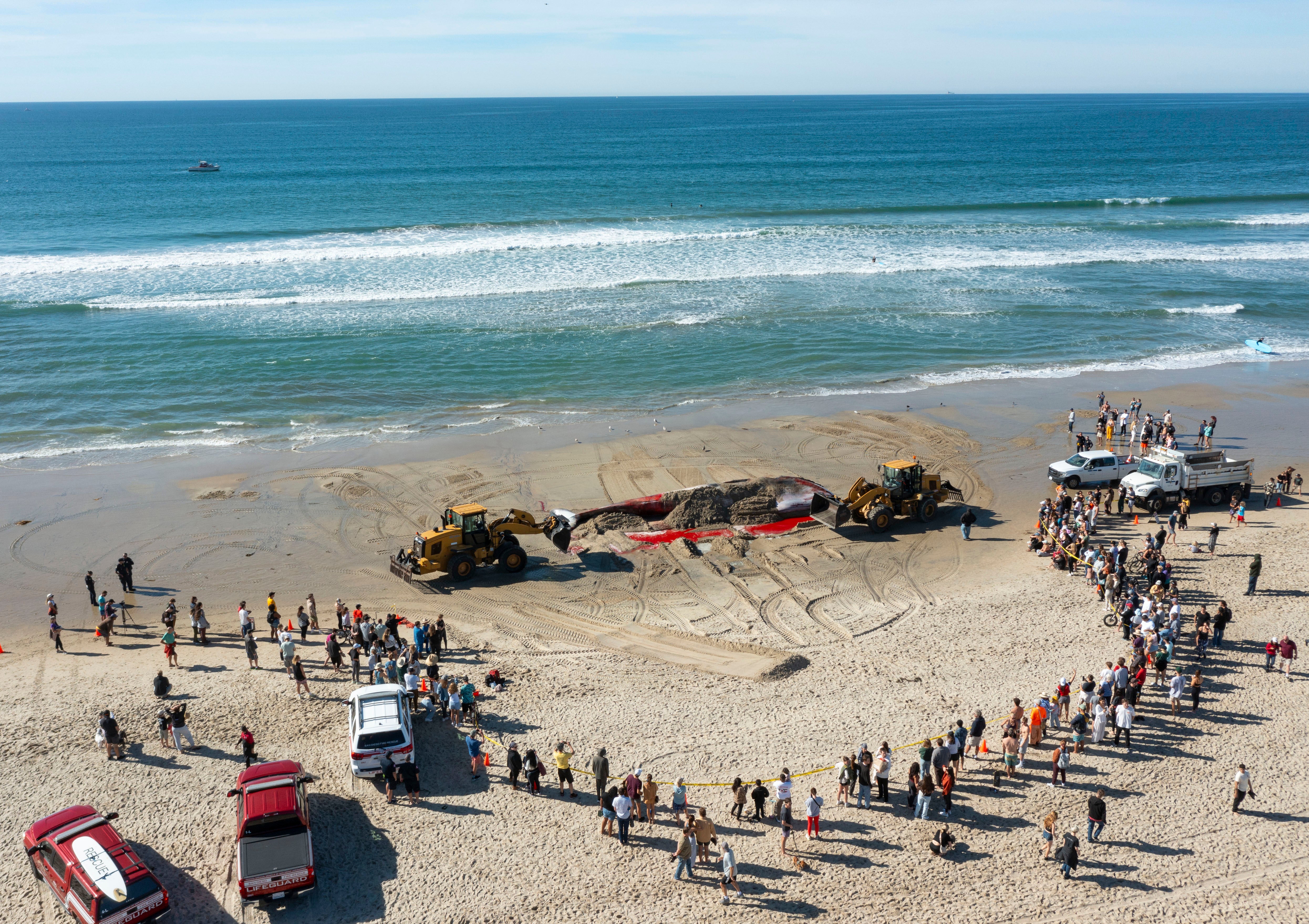 San Diego Beached Whale