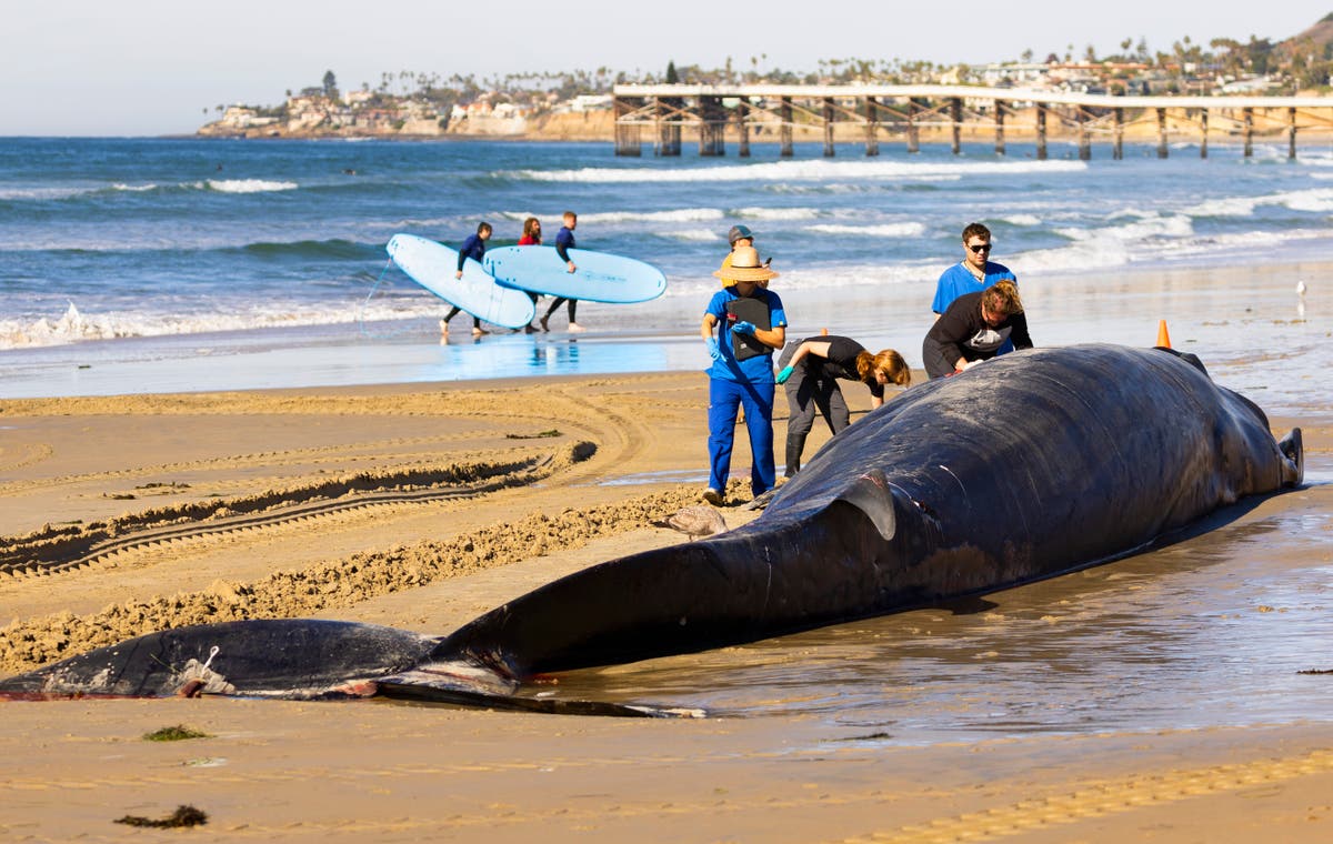 52-футов мъртъв финвал изхвърлен на плажа в Сан Диего; причината за смъртта е неясна
