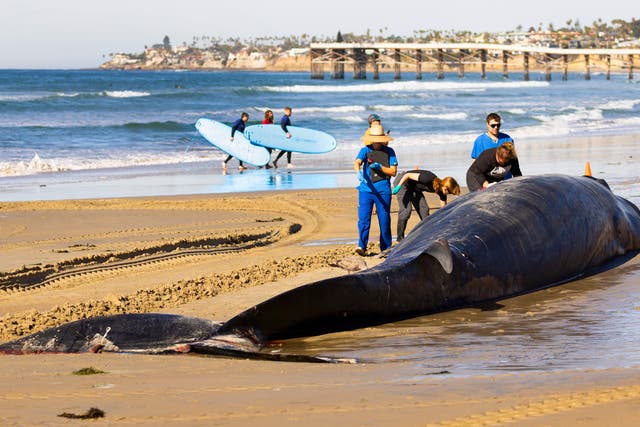 San Diego Beached Whale