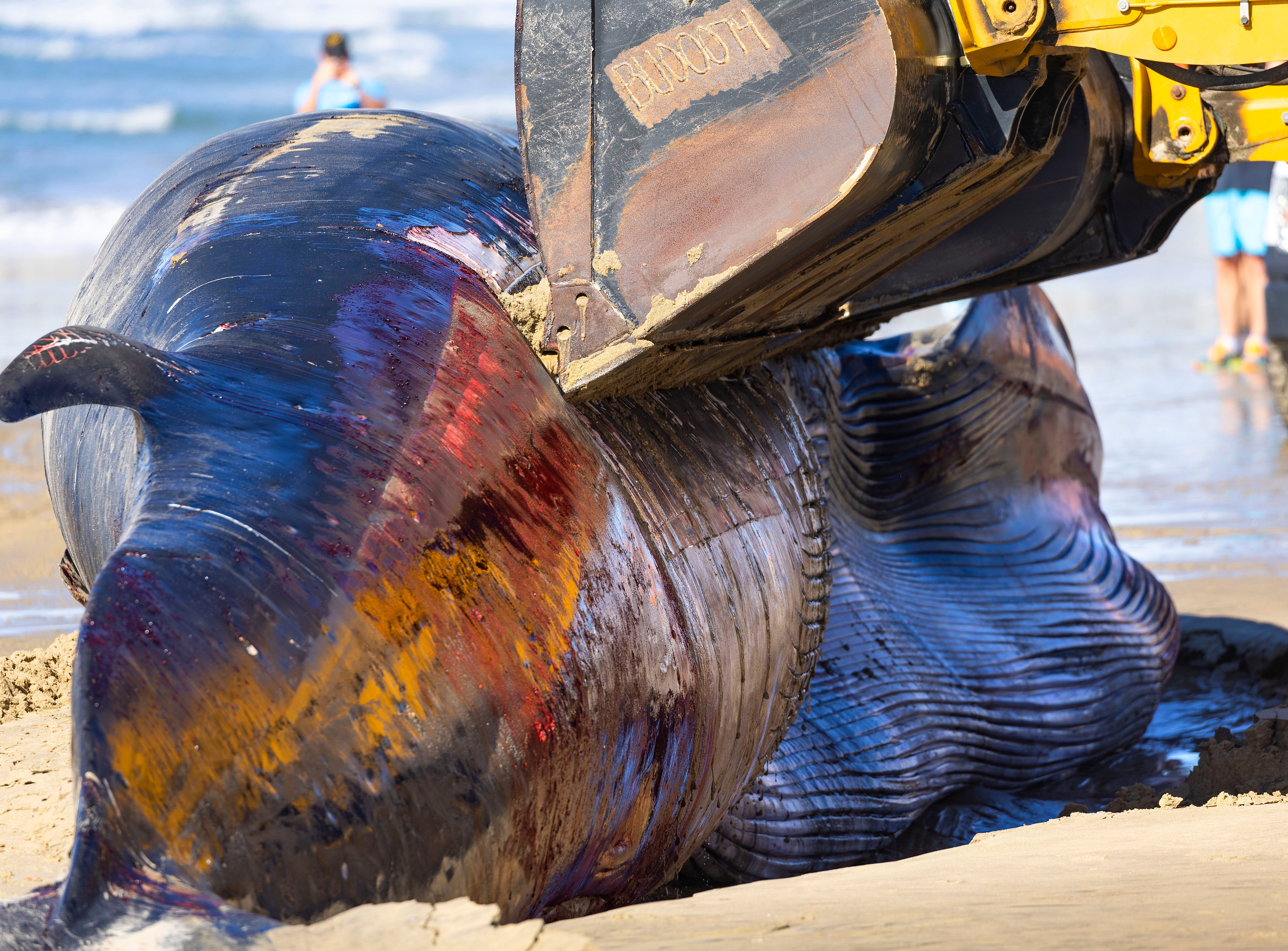 San Diego Beached Whale