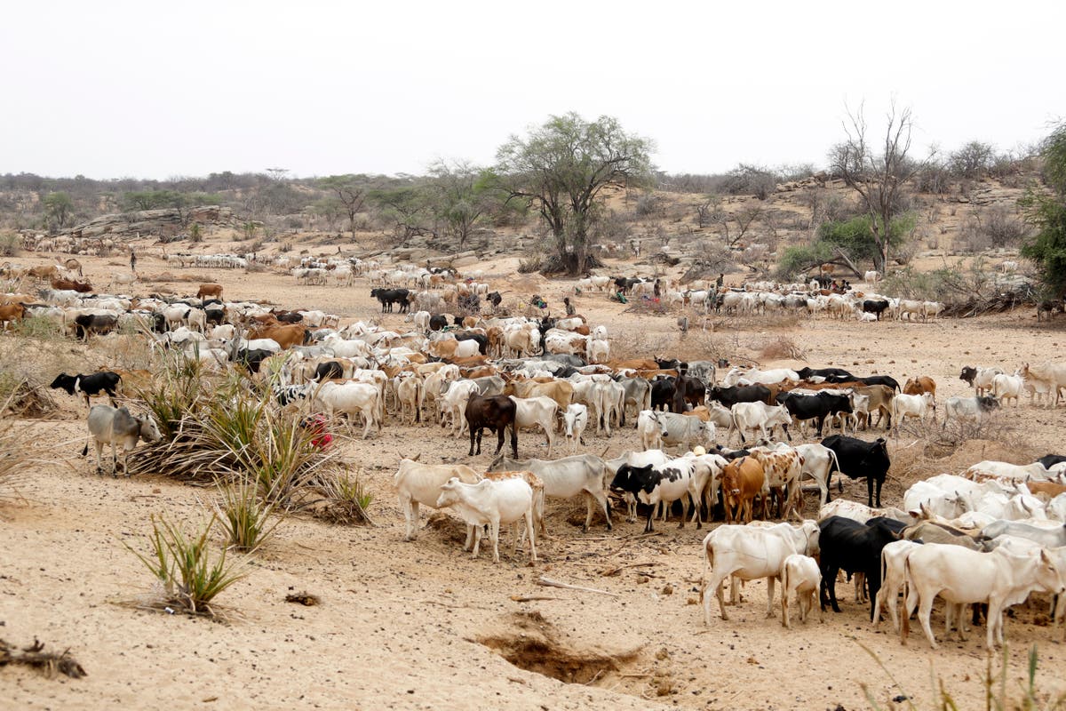 Антраксът обикновено засяга добитък като говеда овце и кози както