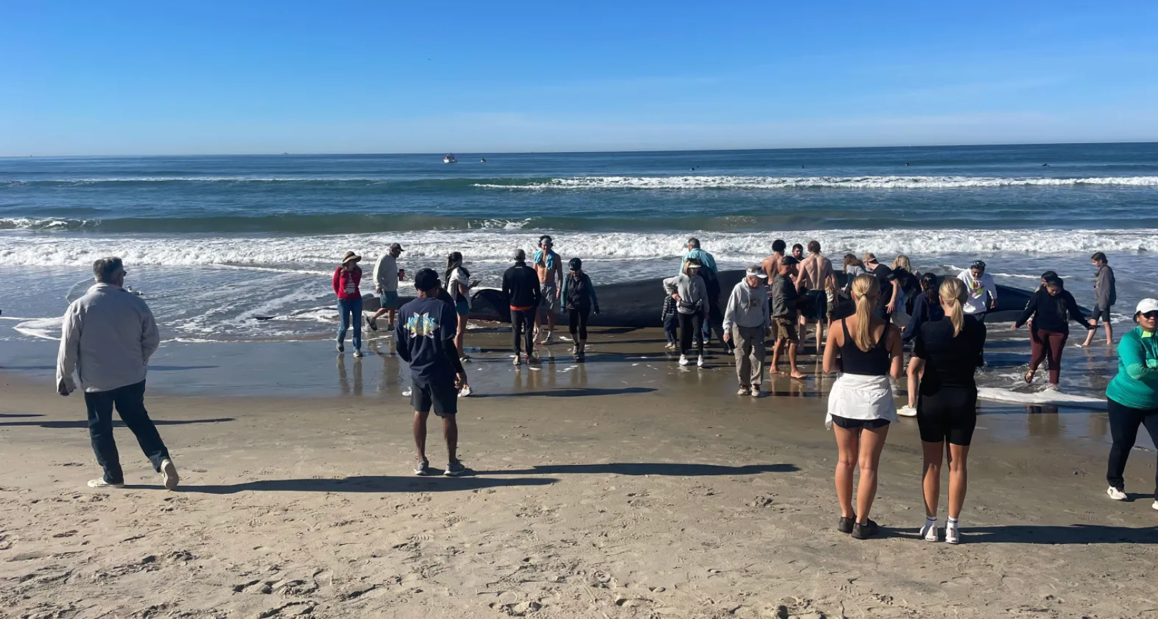 Members of the public were warned not to approach or touch the animal by life guards