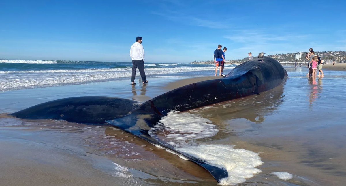 Застрашен кит с размери 52 фута изплува на плажа в Сан Диего