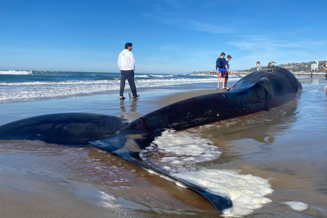 <p>Whale measuring 52ft washes up on San Diego beach</p>