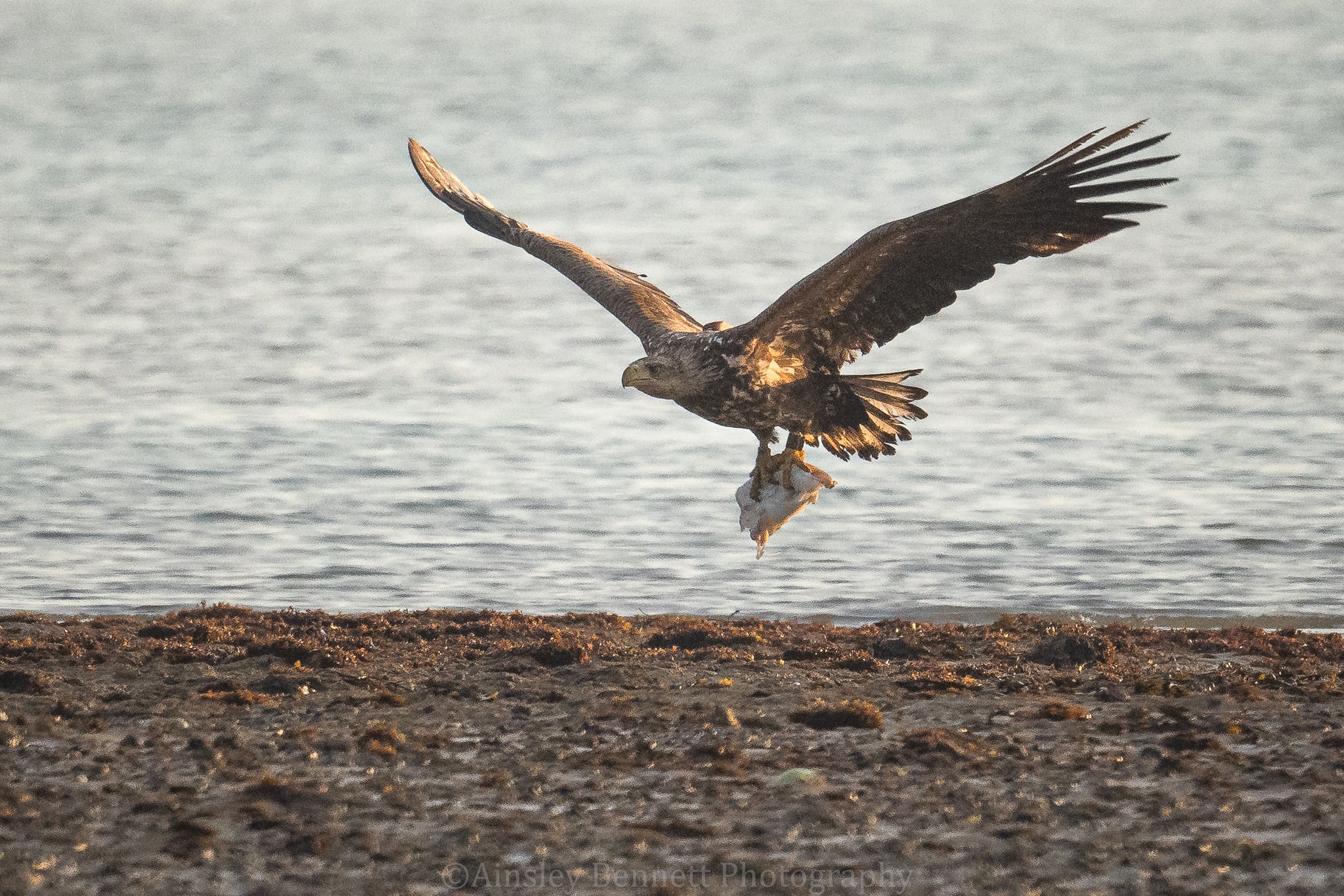 Fish and seabirds make up the majority of white-tailed eagles’ diets, according to new research (Ainsley Bennett/PA)