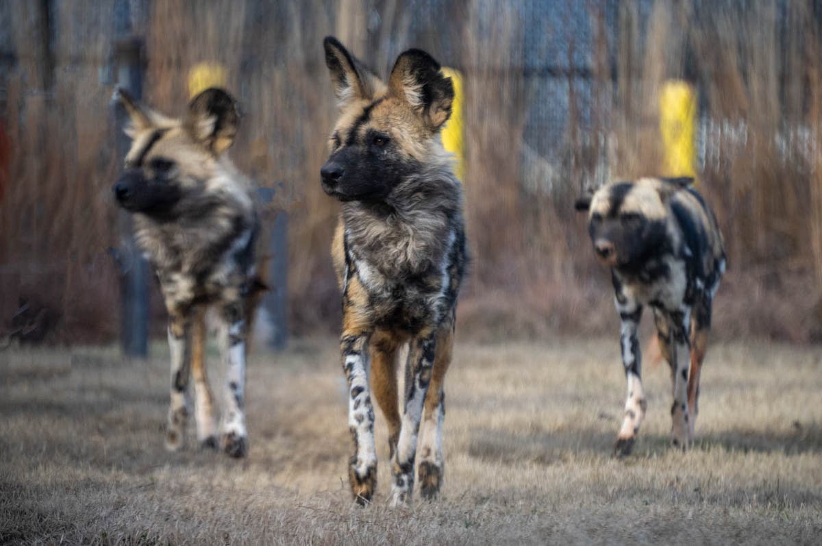 Six endangered African painted dog pups newest additions to